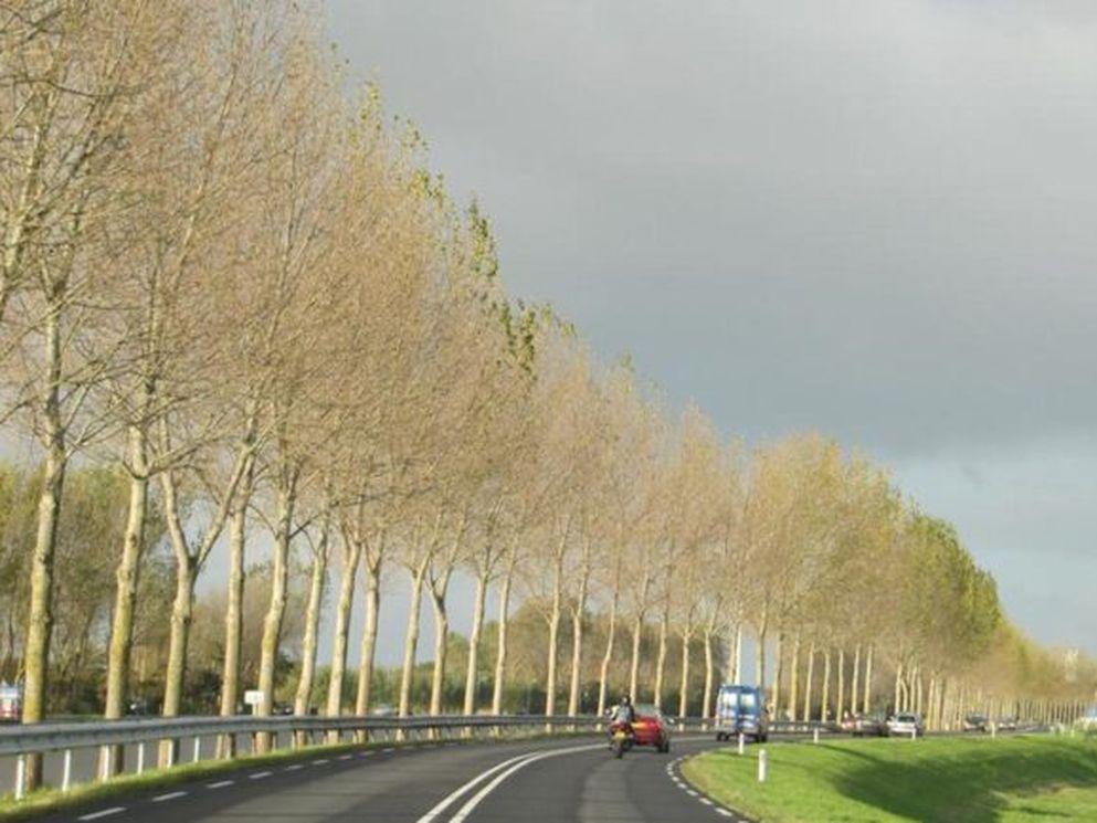 Weghalen van bomen langs de Westdijk (N244) vanwege de veiligheid